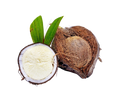 Coconut - Sprouted