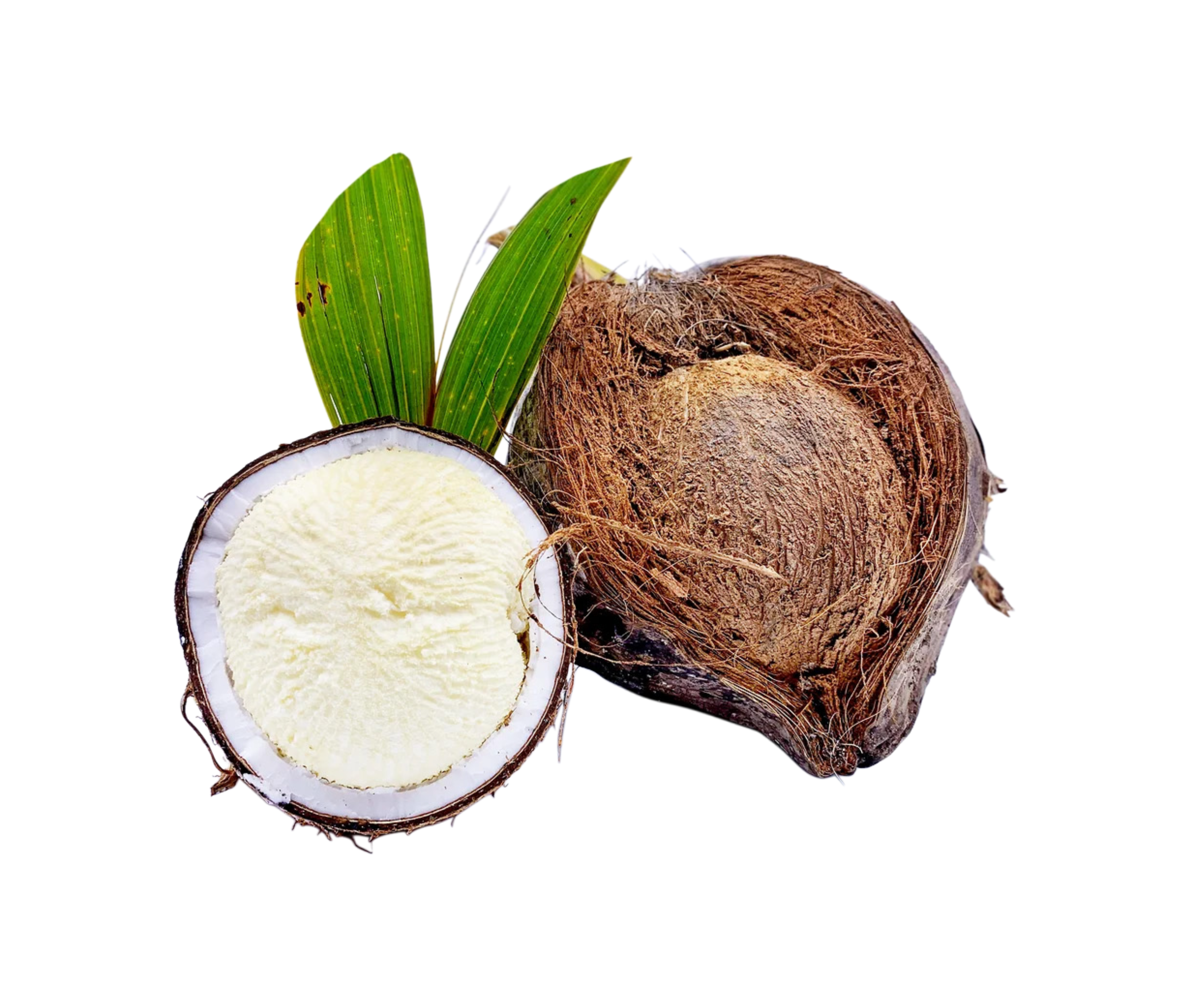 Coconut - Sprouted